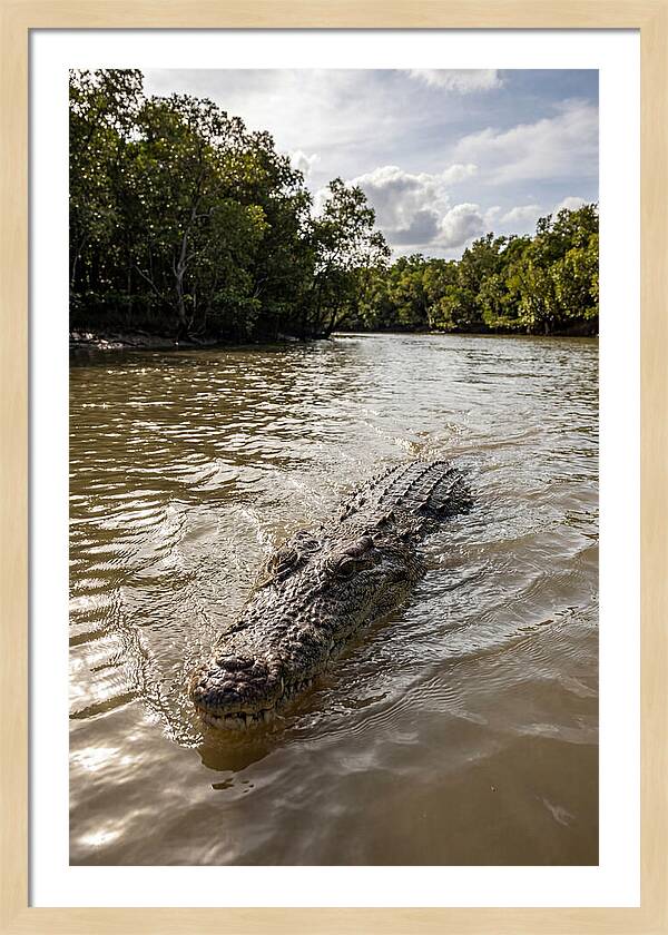 Saltwater Crocodile In Motion