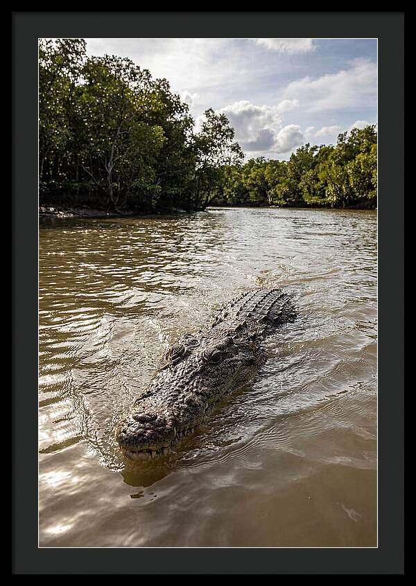 Saltwater Crocodile In Motion