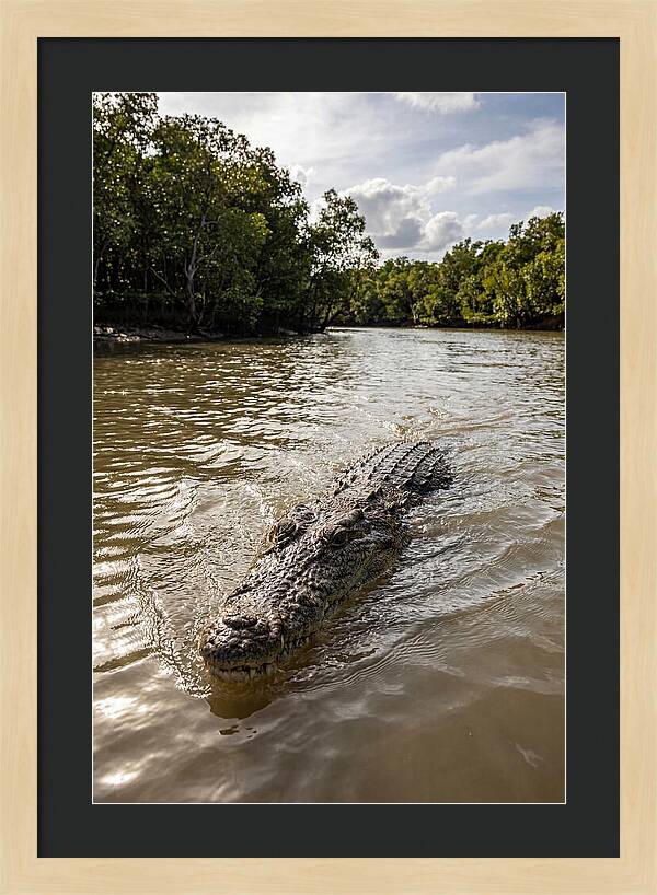 Saltwater Crocodile In Motion