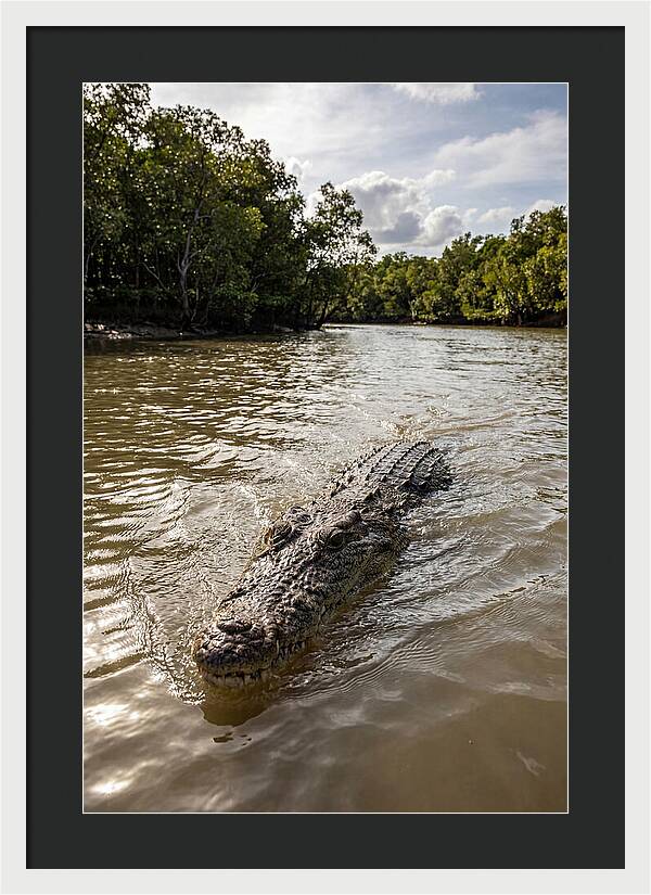 Saltwater Crocodile In Motion