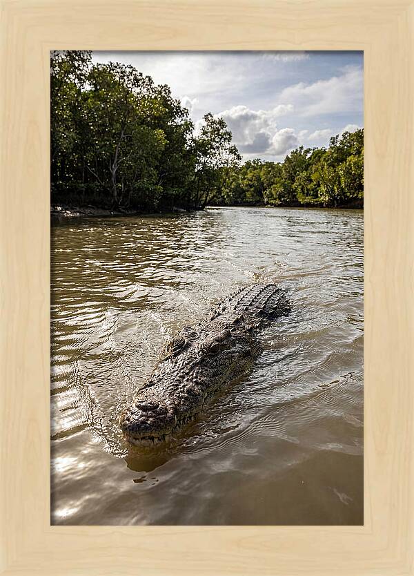 Saltwater Crocodile In Motion