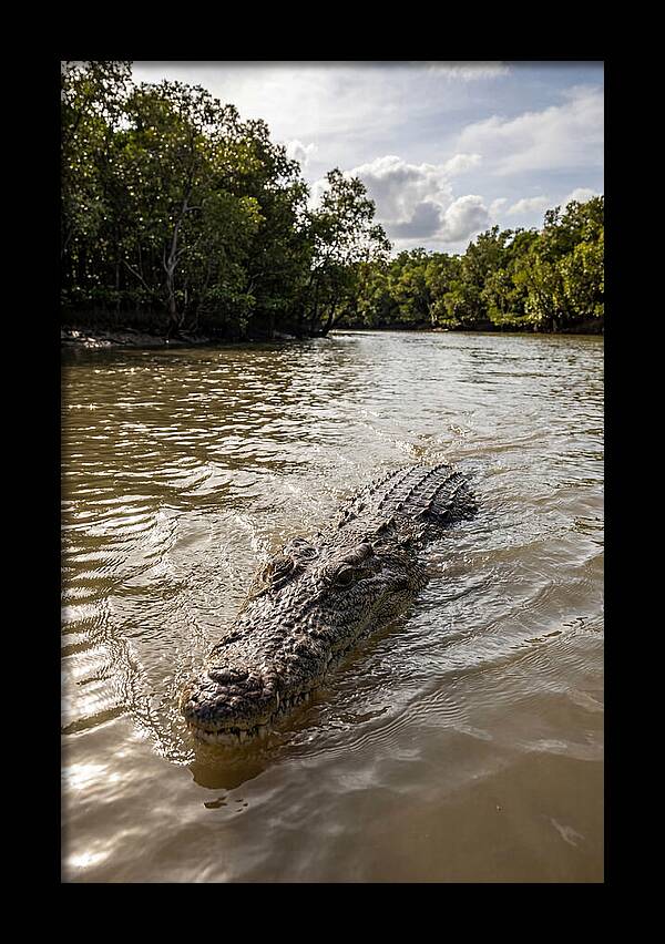 Saltwater Crocodile In Motion