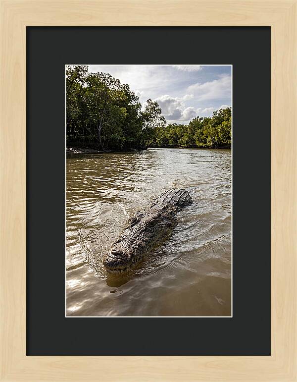 Saltwater Crocodile In Motion