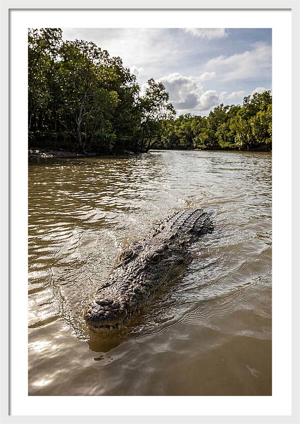 Saltwater Crocodile In Motion