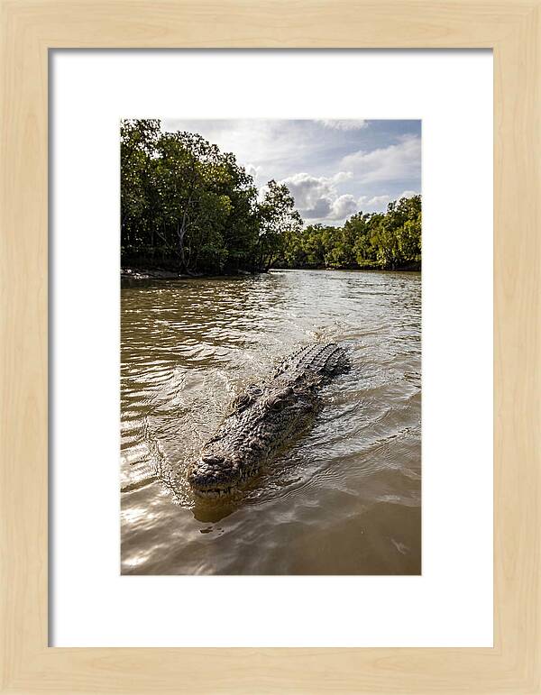 Saltwater Crocodile In Motion