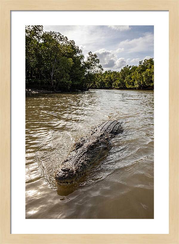 Saltwater Crocodile In Motion