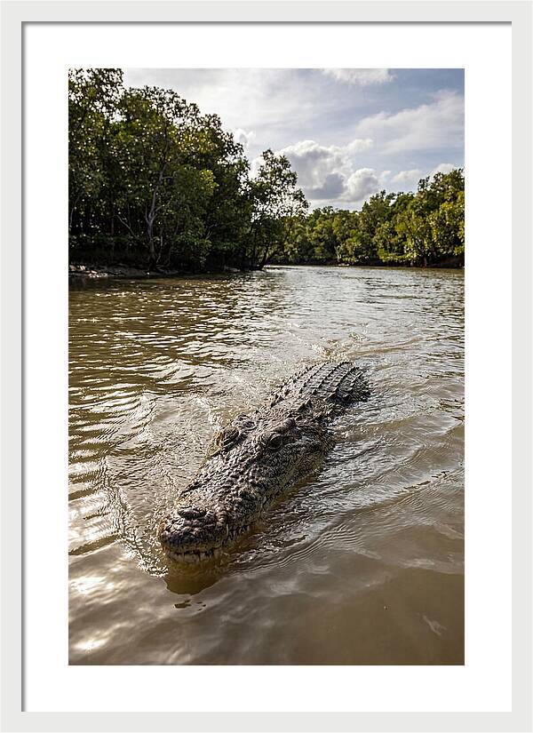 Saltwater Crocodile In Motion