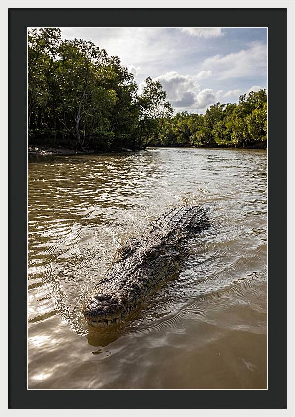 Saltwater Crocodile In Motion