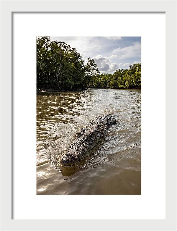 Saltwater Crocodile In Motion