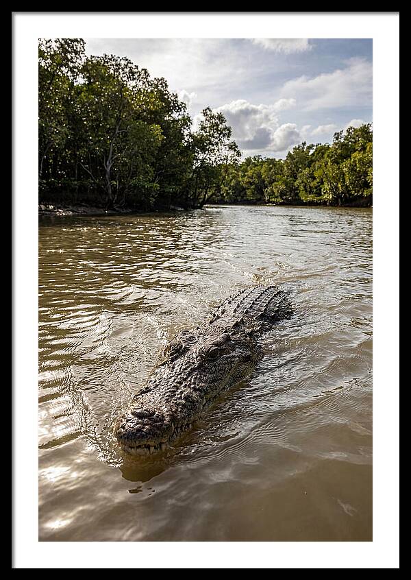 Saltwater Crocodile In Motion