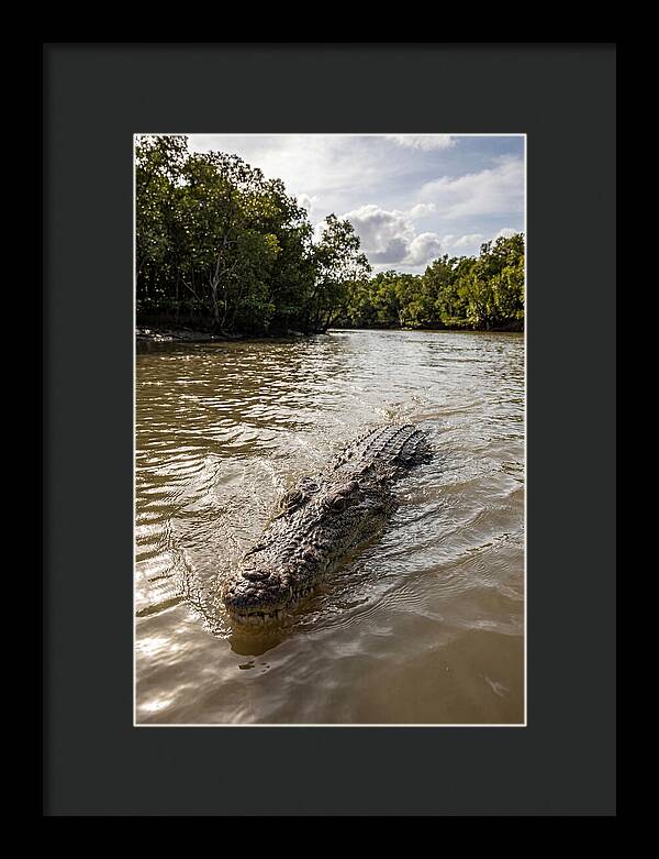 Saltwater Crocodile In Motion