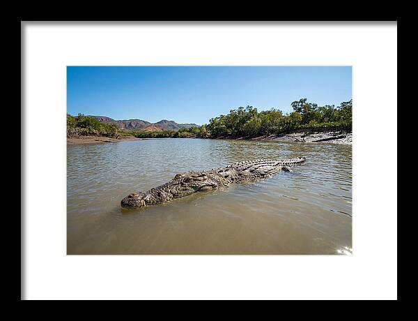 Saltwater Crocodile In Tranquil Waters