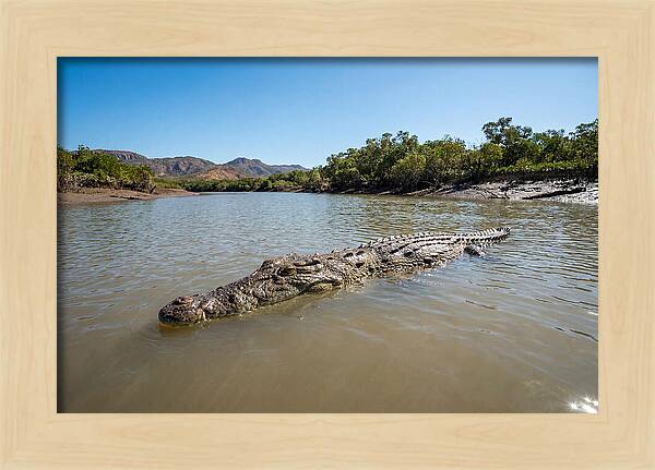 Saltwater Crocodile In Tranquil Waters
