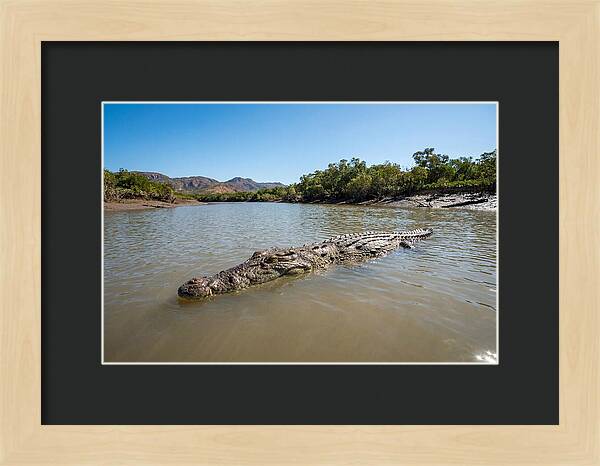 Saltwater Crocodile In Tranquil Waters