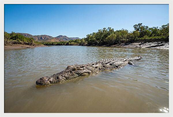 Saltwater Crocodile In Tranquil Waters