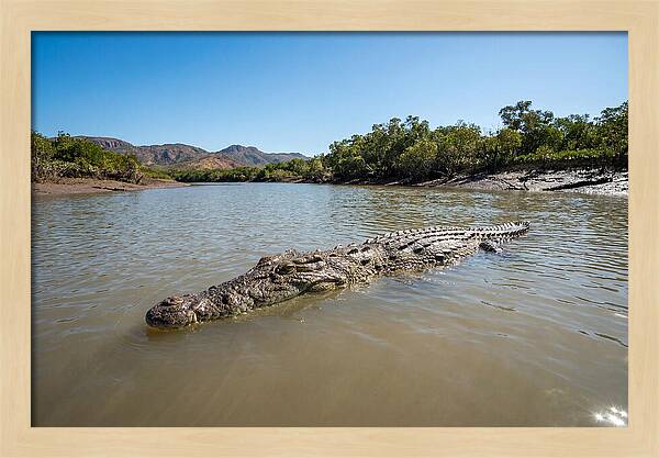 Saltwater Crocodile In Tranquil Waters
