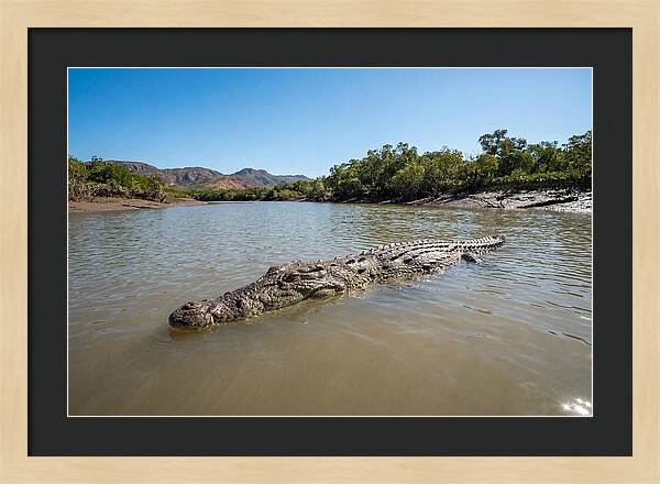Saltwater Crocodile In Tranquil Waters