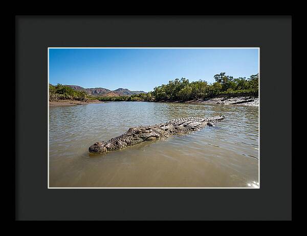 Saltwater Crocodile In Tranquil Waters