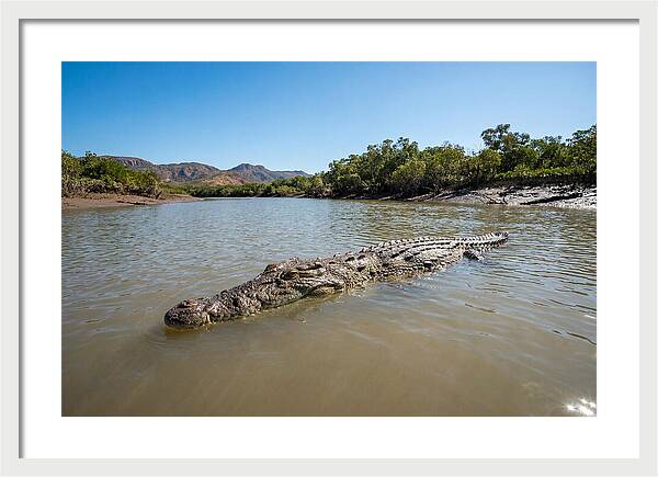 Saltwater Crocodile In Tranquil Waters
