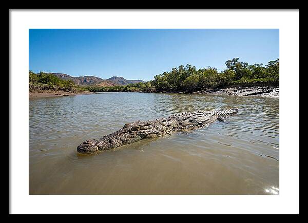 Saltwater Crocodile In Tranquil Waters