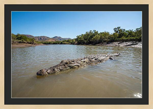 Saltwater Crocodile In Tranquil Waters