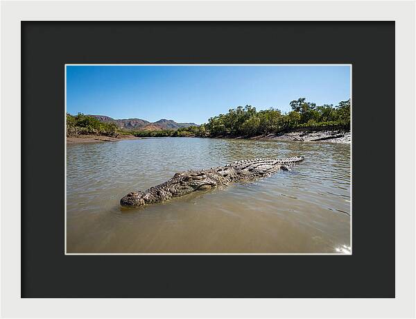 Saltwater Crocodile In Tranquil Waters