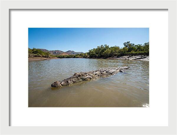 Saltwater Crocodile In Tranquil Waters