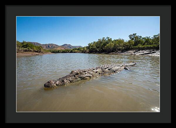 Saltwater Crocodile In Tranquil Waters