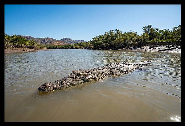 Saltwater Crocodile In Tranquil Waters