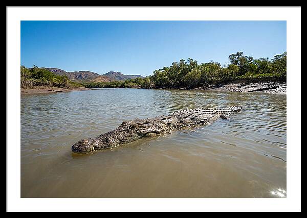 Saltwater Crocodile In Tranquil Waters