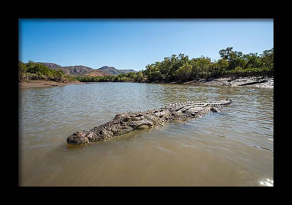 Saltwater Crocodile In Tranquil Waters