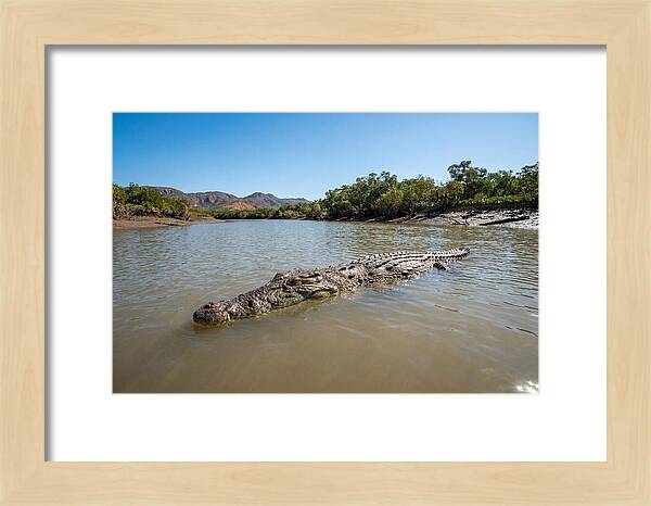 Saltwater Crocodile In Tranquil Waters