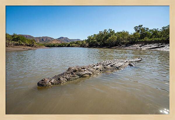 Saltwater Crocodile In Tranquil Waters