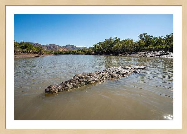 Saltwater Crocodile In Tranquil Waters