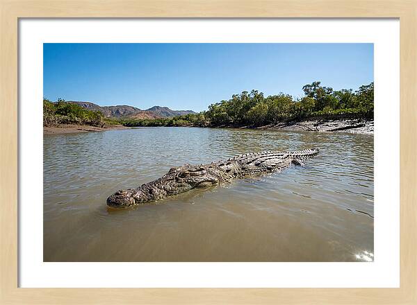 Saltwater Crocodile In Tranquil Waters