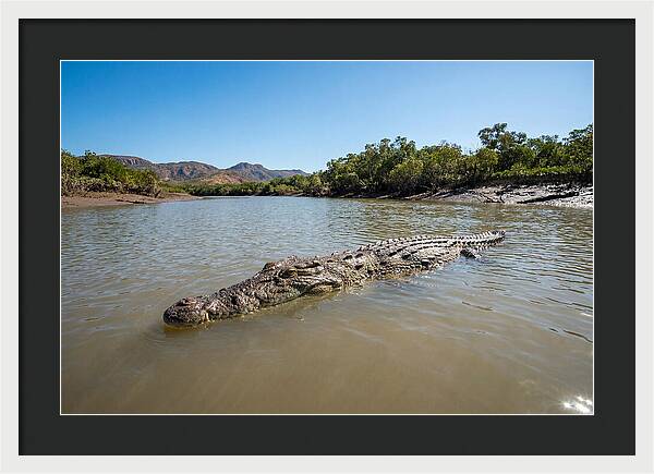 Saltwater Crocodile In Tranquil Waters