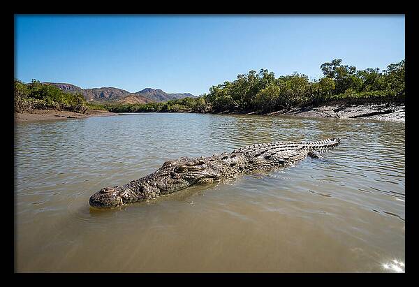 Saltwater Crocodile In Tranquil Waters