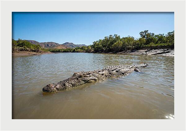Saltwater Crocodile In Tranquil Waters