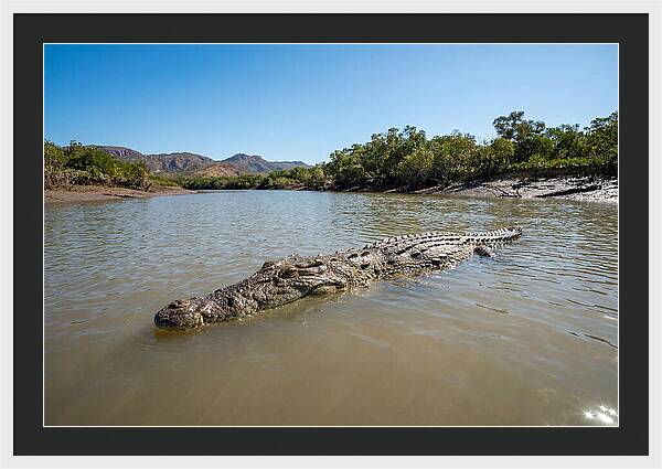 Saltwater Crocodile In Tranquil Waters