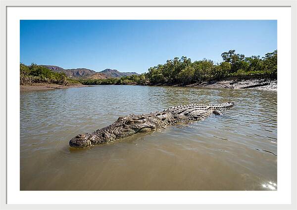 Saltwater Crocodile In Tranquil Waters