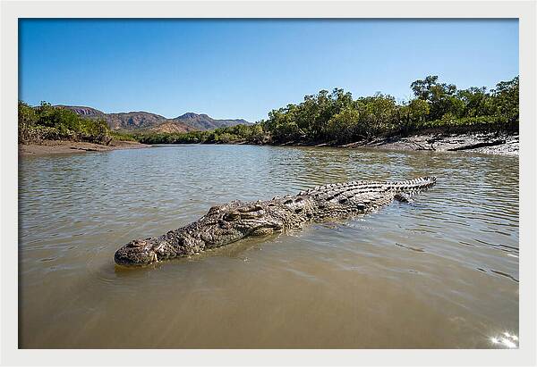 Saltwater Crocodile In Tranquil Waters