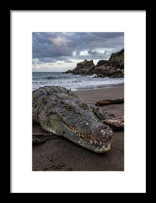 Saltwater Crocodile On The Beach