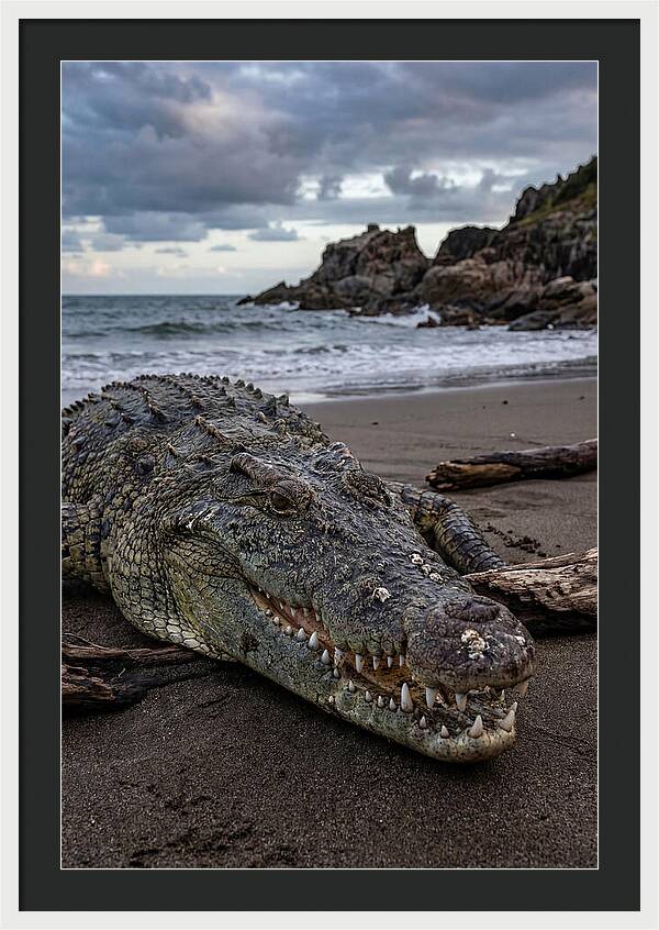 Saltwater Crocodile On The Beach