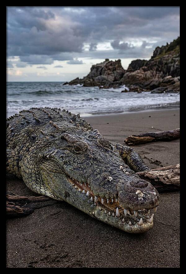 Saltwater Crocodile On The Beach