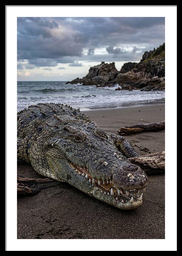 Saltwater Crocodile On The Beach