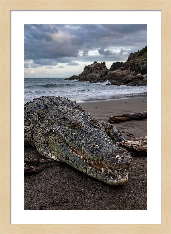 Saltwater Crocodile On The Beach