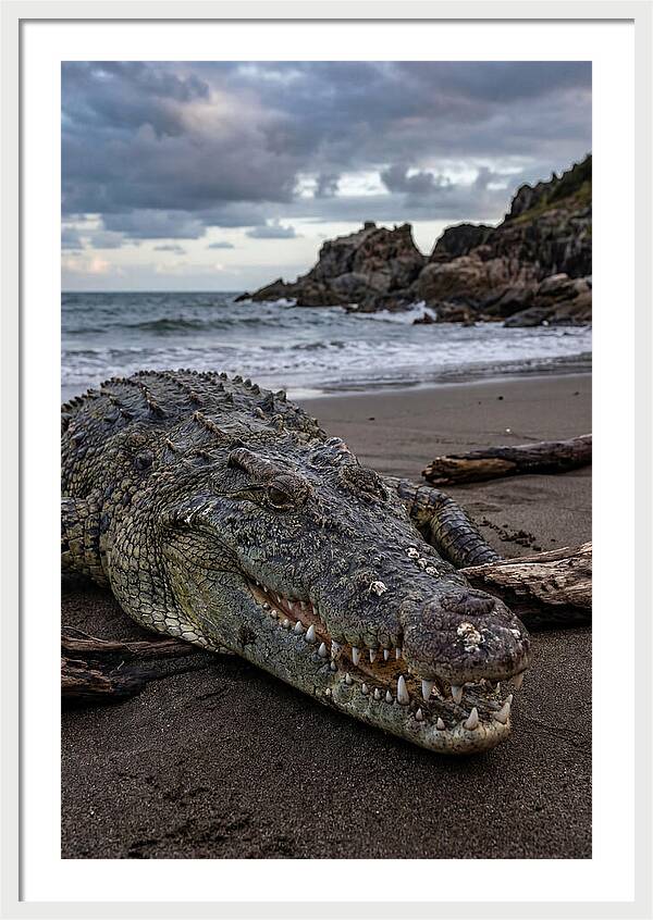 Saltwater Crocodile On The Beach