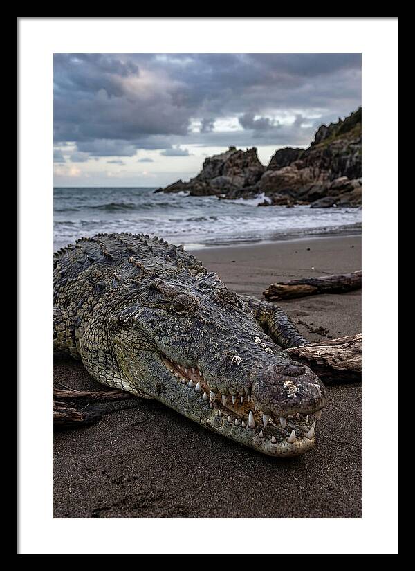 Saltwater Crocodile On The Beach
