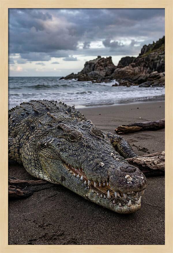 Saltwater Crocodile On The Beach