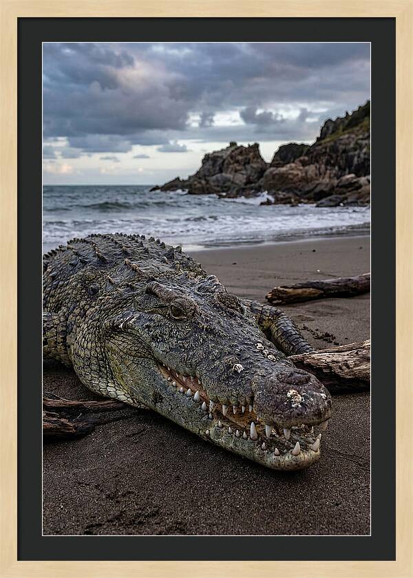 Saltwater Crocodile On The Beach